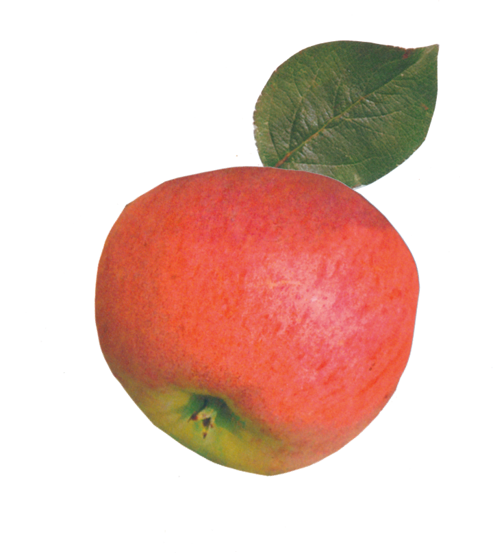 äppelcider apple